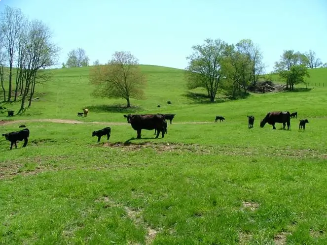 Animal Facilities image about-imgs