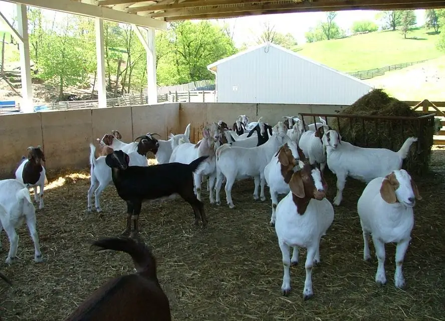 animal sourcing about-imgs